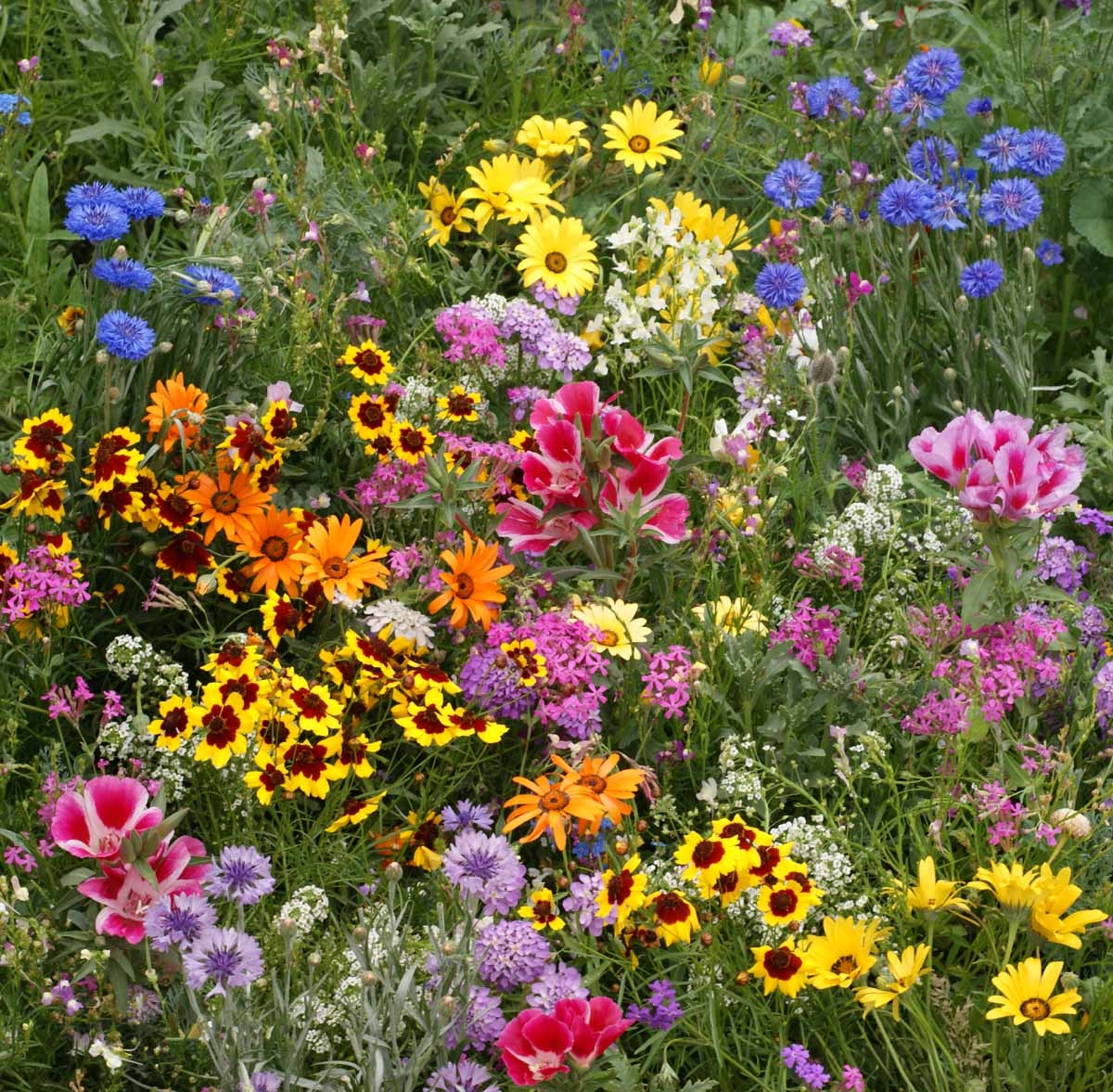 Wildflower Mix - Low Growing - Life Seed Company